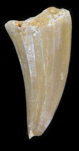 Bargain Mosasaurus Tooth - Morocco #43374